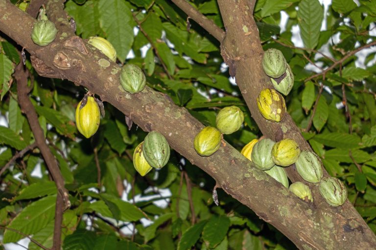 Photo by David Clode @ Unsplash Cocoa tree