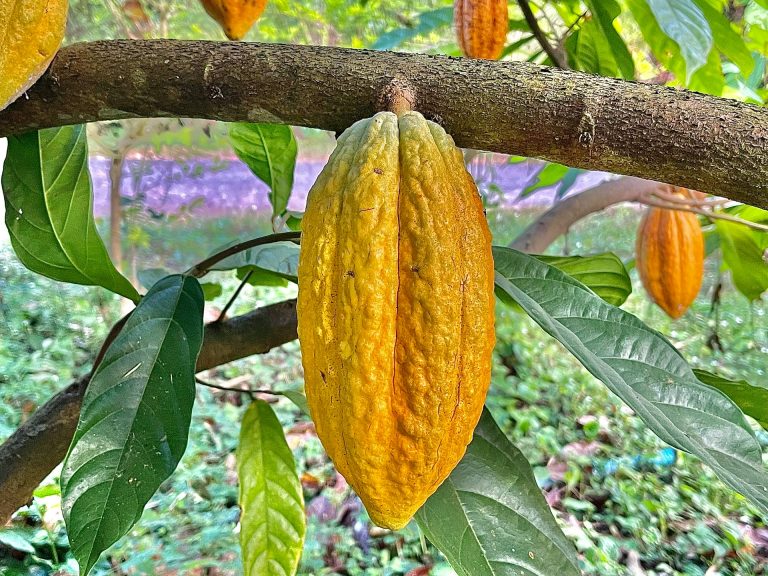 Cocoa Photo @ Unsplash