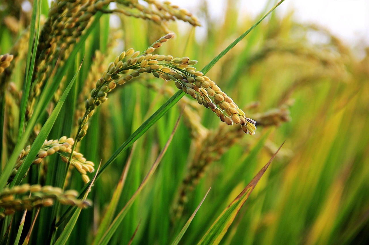 Rice field. Photo @ Pixabay