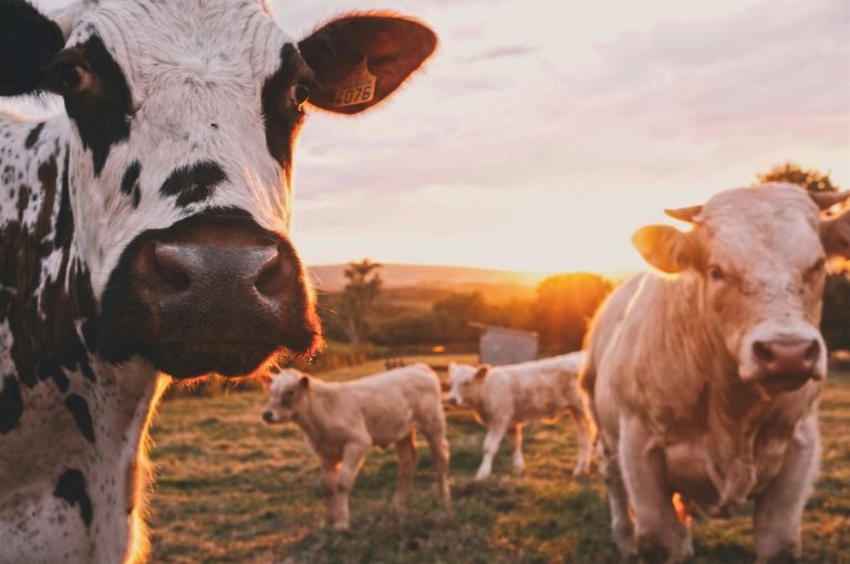 Livestock farming. Photo by Stijn te Strake @ Unsplash