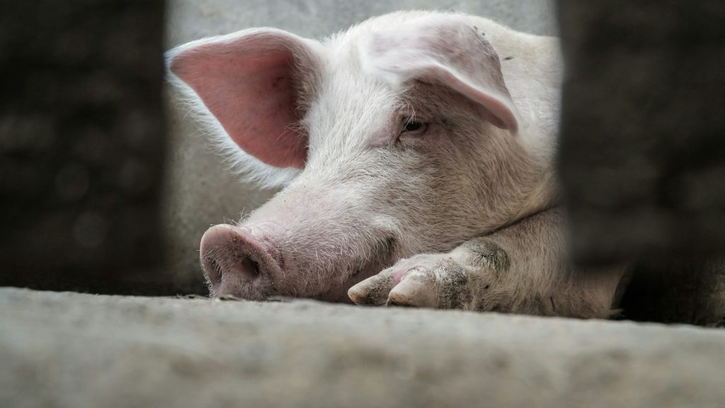 Pig farm. Photo by Kameron Kincade @ Unsplash
