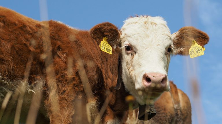 Portrait of a bavarian cow. Photo @ Unsplash