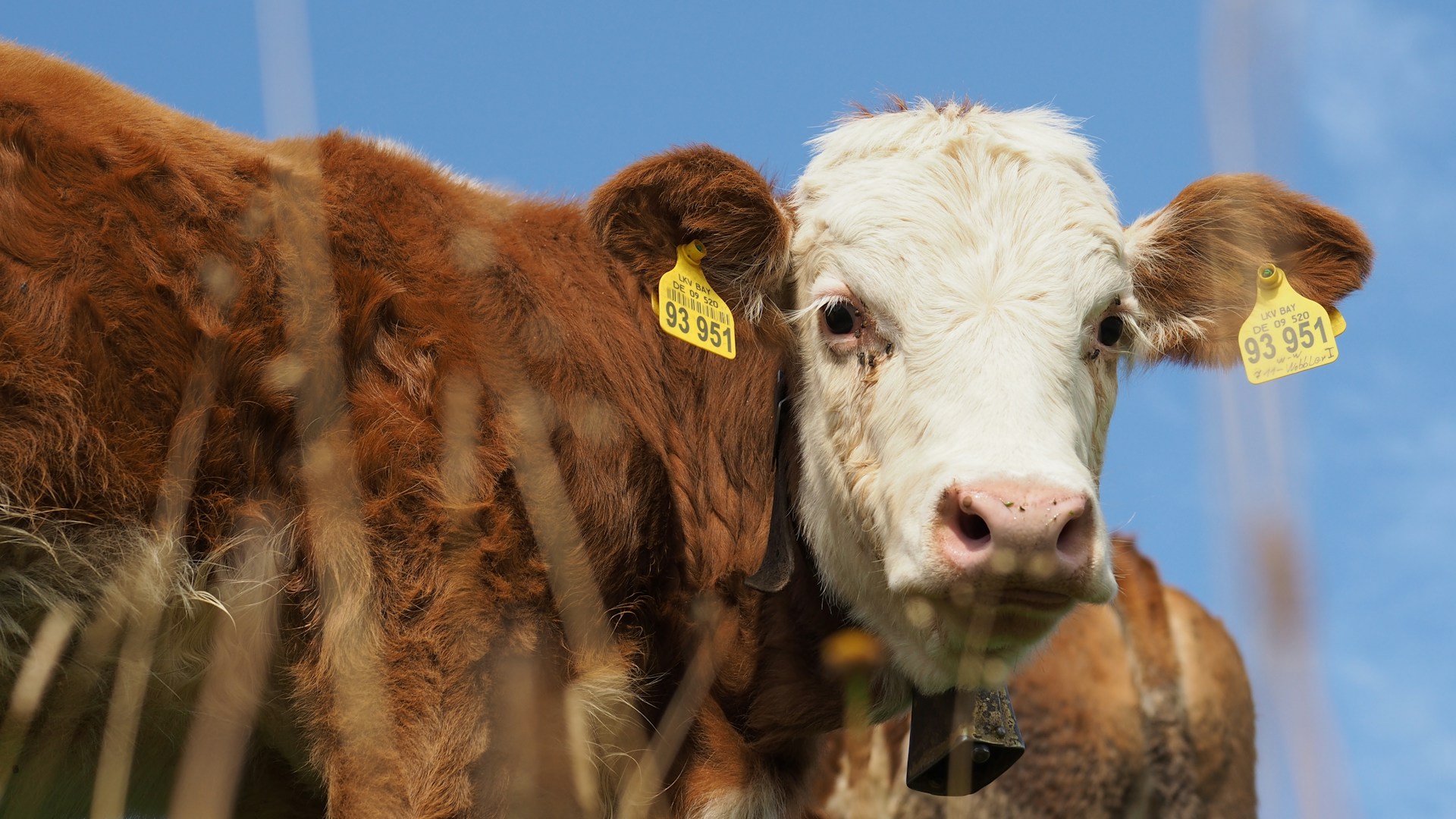Portrait of a bavarian cow. Photo @ Unsplash