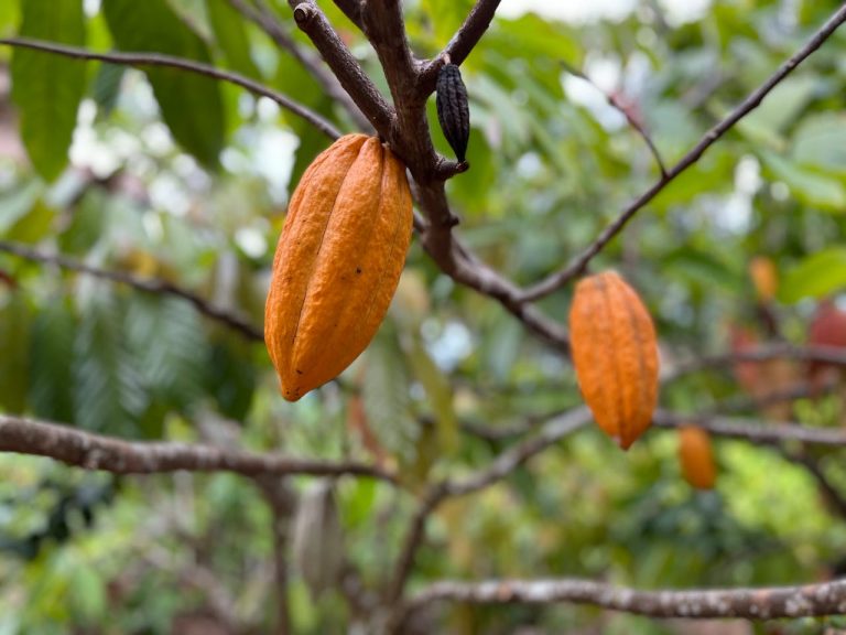 pexels-francocolomba-16392525