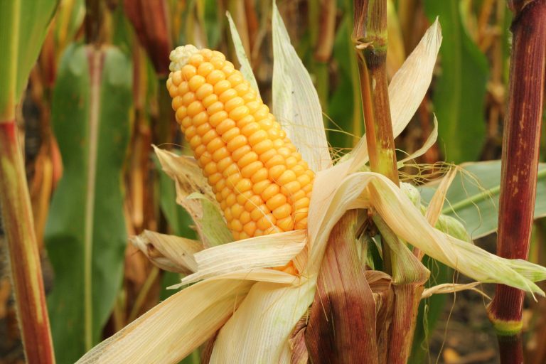 Maize prices surge in Africa. Photo by Marek Studzinski @ Unsplash