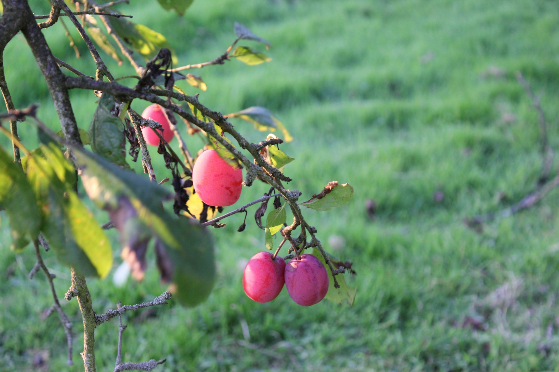 Plums. Photo by Anthony Camp @ Unsplash