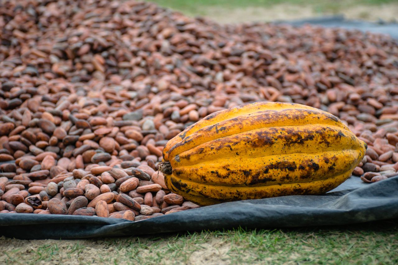 Cocoa pod and beans outdoors. Photo by Ákos Helgert @ Pexels