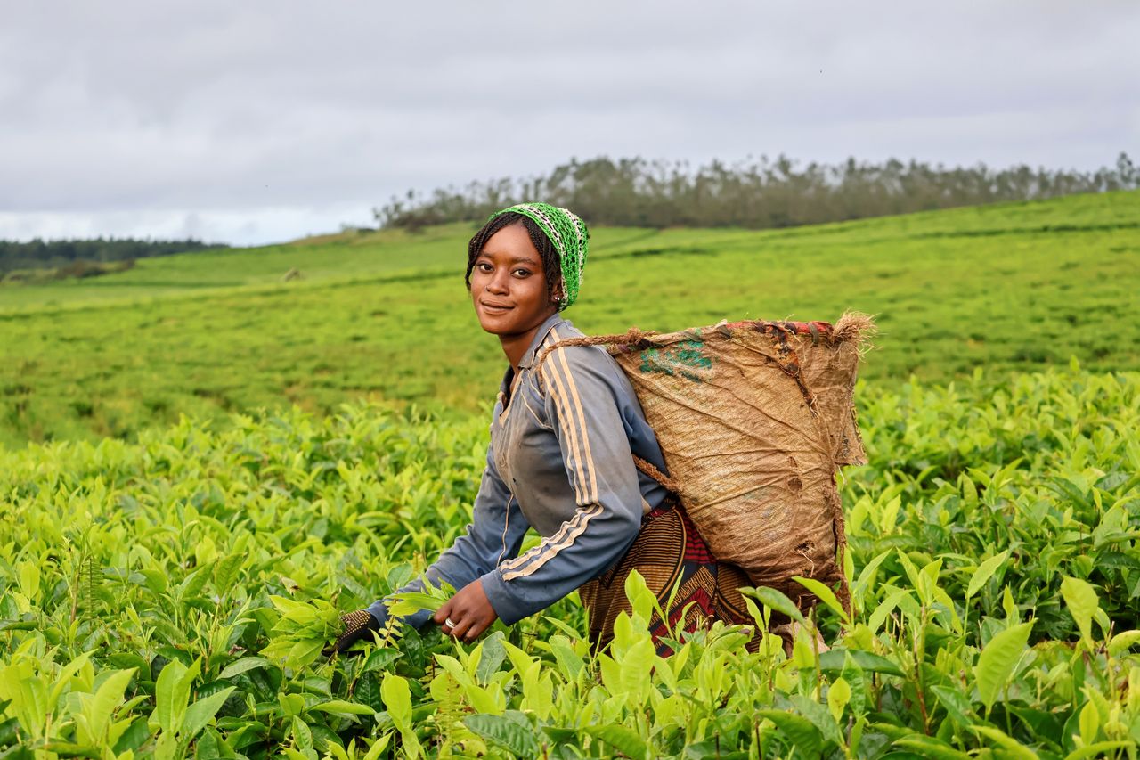 A woman harvests fresh tea leaves. Photo by Fatima Yusuf @ Pexels