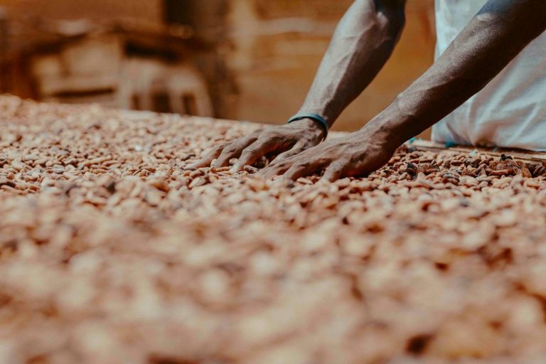 A farmer sorting cocoa beans in rural Ghana. Photo by Zeal Creative Studios @ Pexels